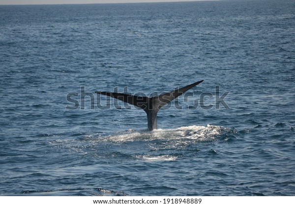 Tail Blue Whale Balaenoptera Musculus While Stock Photo 1918948889 ...