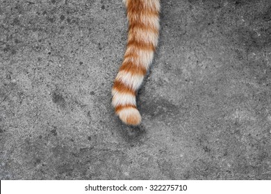 Tail Of Cat