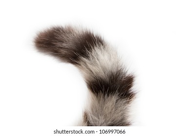 Tail Of A Cat On A White Background