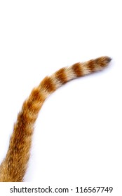 Tail Of A Cat On  White Background