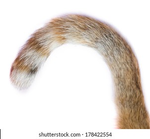 Tail Of A Cat On White Background