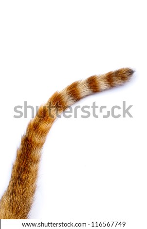 tail of a cat on  white background