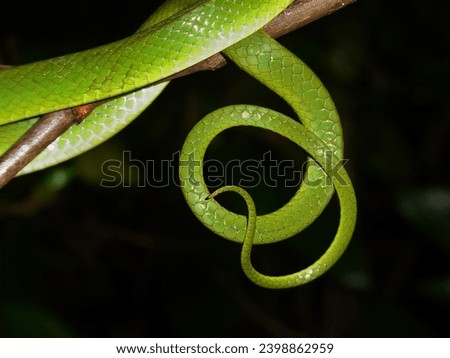The tail of a Chinese green snake (Ptyas major) curled to form a circle when sleeping.