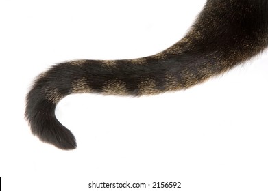 Tail Of A Domestic Tabby Cat With A Curve In It. Isolated On White Background.