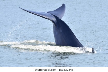 Tail Fin Of Bryde's Whale In Gulf Of Thailand 