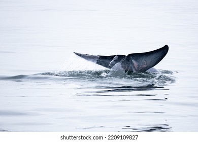 Tail Fin Of Bryde's Whale In The Gulf Of Thailand