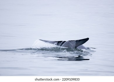 Tail Fin Of Bryde's Whale In The Gulf Of Thailand