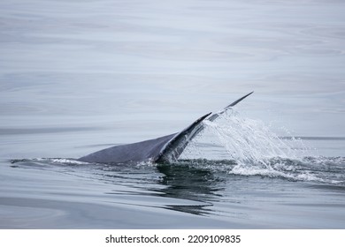 Tail Fin Of Bryde's Whale In The Gulf Of Thailand