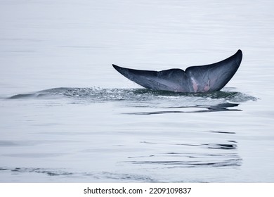 Tail Fin Of Bryde's Whale In The Gulf Of Thailand