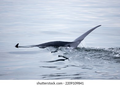 Tail Fin Of Bryde's Whale In The Gulf Of Thailand