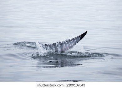 Tail Fin Of Bryde's Whale In The Gulf Of Thailand