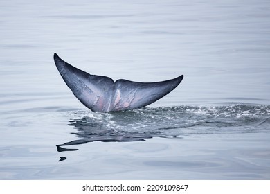 Tail Fin Of Bryde's Whale In The Gulf Of Thailand