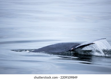 Tail Fin Of Bryde's Whale In The Gulf Of Thailand