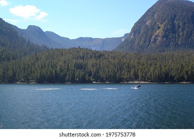 Tail Fin Of A Gray Whale Before Coast In The Inside Passage In British Columbia In Canada. Nature And Wildlife Concept.