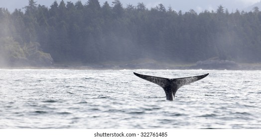 Tail Fin Of A Gray Whale Before Coast Of Vancouver Island In The Pacific Ocean, Canada