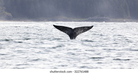 Tail Fin Of A Gray Whale Before Coast Of Vancouver Island In The Pacific Ocean, Canada