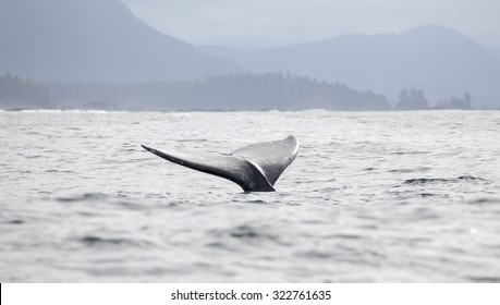 Tail Fin Of A Gray Whale Before Coast Of Vancouver Island In The Pacific Ocean, Canada