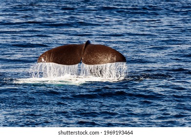 tail fin of a sperm whale (Physeter catodon or Physeter macrocephalus), Andenes, Andøya, Vesteralen, Norway 