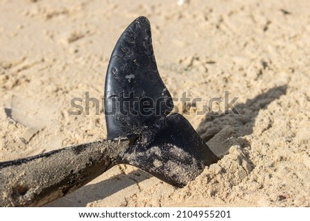 Tail fluke of a dead porpoise resting upright in sand