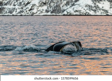 Tail Fluke Of A Killer Whale Diving At Sunrise, Kvaenangen Fjord Area, Northern Norway.