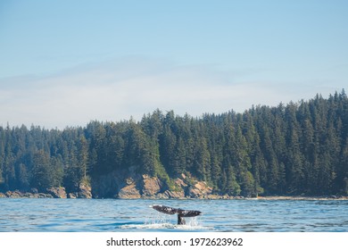 The Tail Fluke Of A Pacific Gray Whale (Eschrichtius Robustus) Splashes In Open Ocean Water Off The Wilderness Coast Of Vancouver Island, BC, Canada Near Port Renfrew.