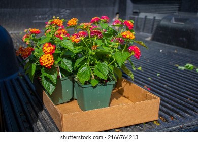 Tail Gate Of Flower Delivery Truck With Last Set Of Flowers To Deliver In The A 4 Inch High Box