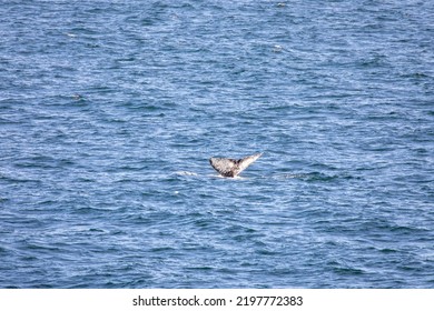 Tail Of Gray Whale In Chukchi Sea Off Coastal Alaska.