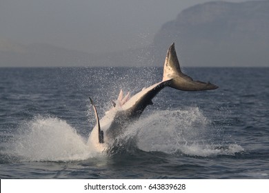 Tail Of Great White Shark, Carcharodon Carcharias, False Bay, South Africa, Atlantic Ocean