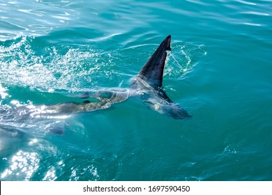 Tail Of Great White Shark, Overberg, South Africa.