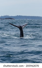 Tail Of A Grey Whale At Long Beach Vanvouver Island