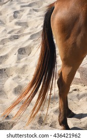 The tail of horse