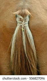 tail of horse