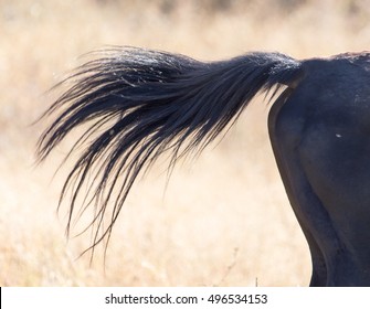 tail of a horse on nature