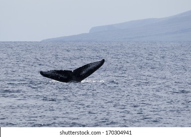 The Tail Of A Humpback Whale, Maui, North Pacific Ocean