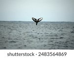 Tail of a humpback whale (Megaptera novaeangliae) in Machalilla National Park, off the coast of Puerto Lopez, Ecuador