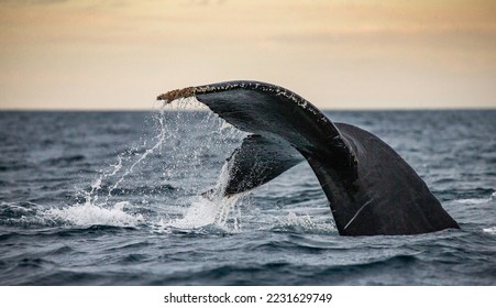 Cola de la ballena jorobada (Megaptera novaeangliae). México. Mar