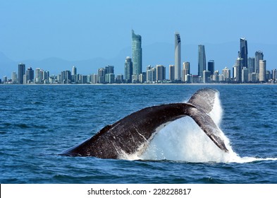 The tail of a Humpback Whale (Megaptera novaeangliae) rise above the water against Surfers Paradise skyline in Gold Coast Queensland Australia. No people. Copy space