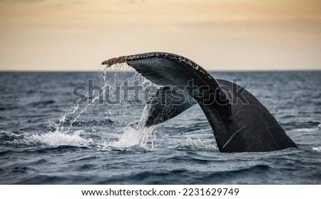 Tail of the humpback whale (Megaptera novaeangliae). Mexico. Sea
