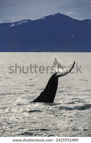 The tail of a humpback whale (Megaptera novaeangliae) during a whale watching excursion just north of Húsavík, northern Iceland.