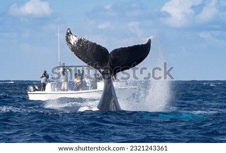 The tail of a humpback whale very close to a whale watching boat