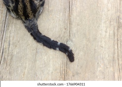 the tail of a leopard-colored cat on a wooden surface. space for ads and text. the idea for the design