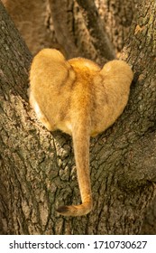 Tail Of Lion Cub Lying In Tree