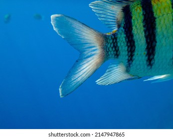 Tail Of A Pomacentridae Fish In Deep Sea                          