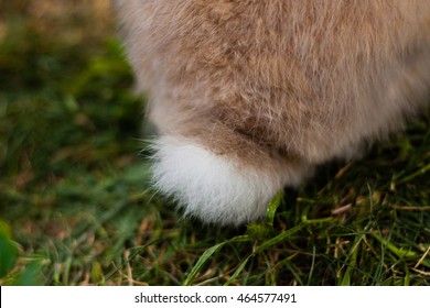 Tail Of Rabbit