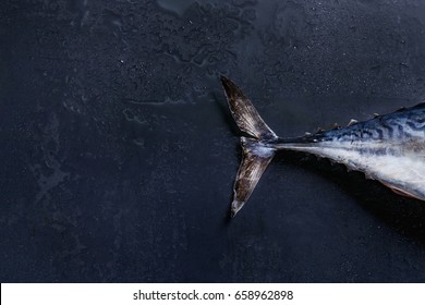 Tail Of Raw Fresh Whole Tuna Fish Over Dark Wet Metal Background. Top View With Space