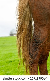 The Tail Of A Red Horse