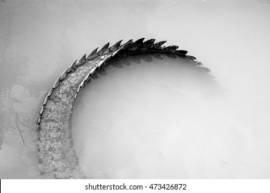 Tail Of A Saltwater Crocodile

Taken At Crocodylus Park In Darwin, Northern Territory, Australia