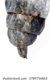 tail section of a armed fly (Stratiomys) larva. Crimea. Macro isolated
