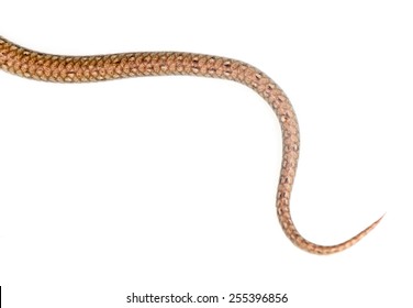 22,319 Snake tails Images, Stock Photos & Vectors | Shutterstock