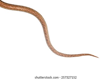22,319 Snake tails Images, Stock Photos & Vectors | Shutterstock